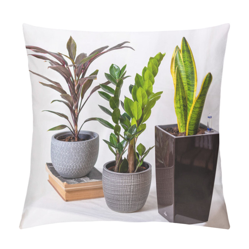 Personality  Cordyline Fruticosa Rumba, Hawaiian Ti Plant, Zanzibar Gem, Zamioculcas, Sansevieria With White Background Pillow Covers