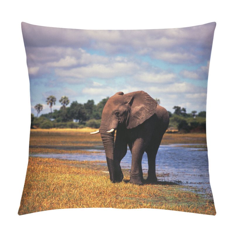 Personality  One Baby Elephant Pillow Covers