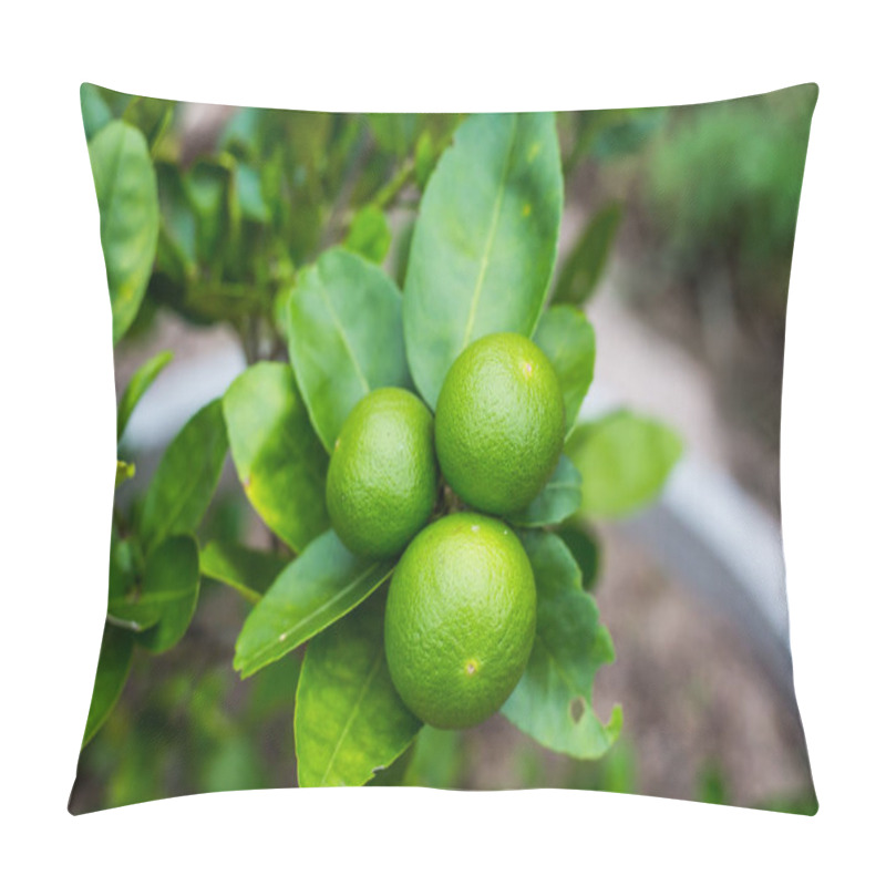 Personality  Green Lime Tree Sour (Lemon) In The Garden. Thailand. Pillow Covers