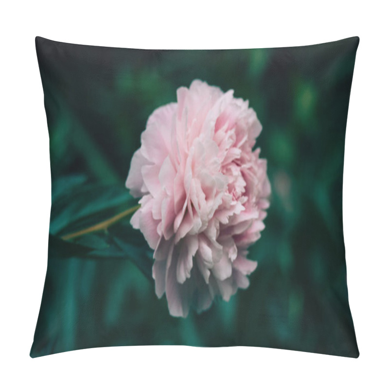 Personality  A Big Gently Pink Bud Of A Fragrant Peony In A Spring Garden. Beautiful Delicate Flower On Long Stem Among Green Foliage In Springtime. Summer Flowers Pillow Covers