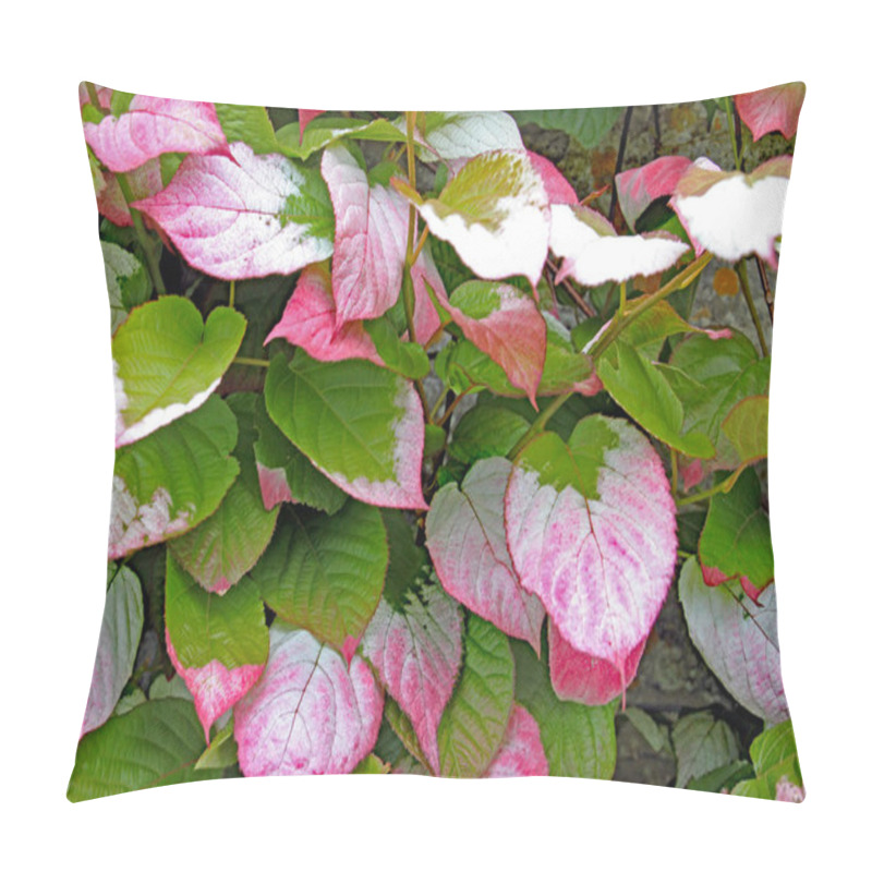 Personality  Closeup Of A Mass Of Red And Green Variegated Leaves In An English Country Garden Pillow Covers