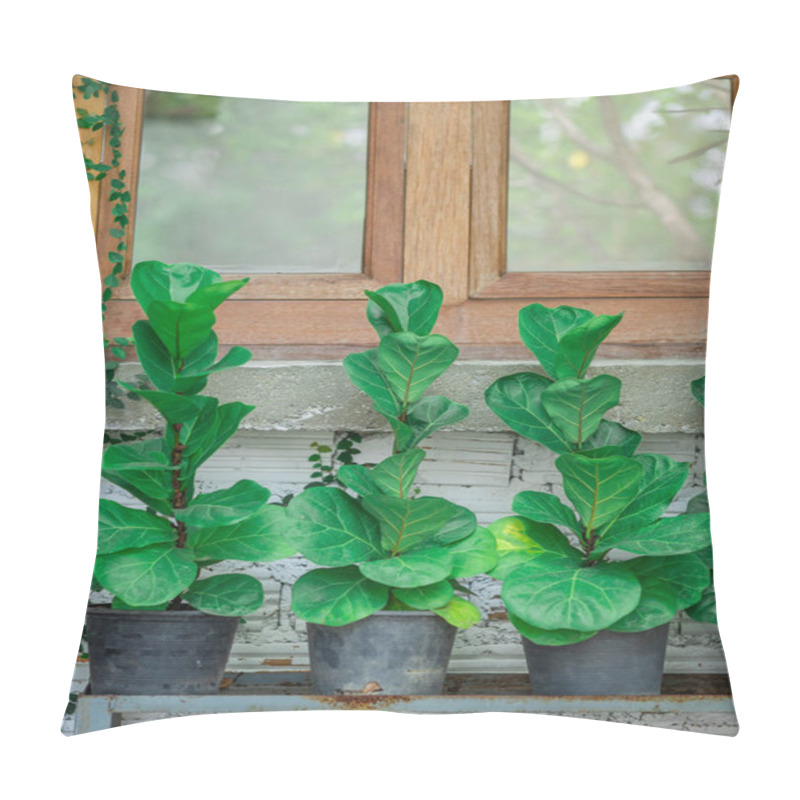 Personality  Small Fiddle Fig With Beautiful Green Leaves In 3 Black Pots Placed On A Shalf Outside Of The Building. Foliage Plant In The Black Plastic Pots. Pillow Covers