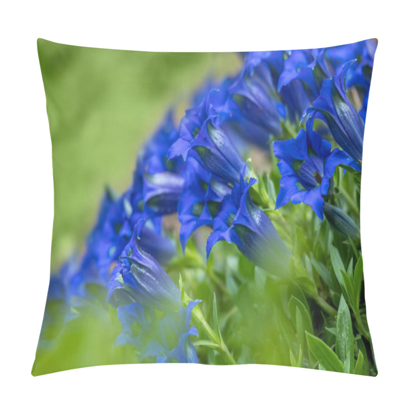 Personality  Trumpet Gentiana Blue Spring Flower In Garden. Springtime Gardening Concept. Beauty Flower Pillow Covers