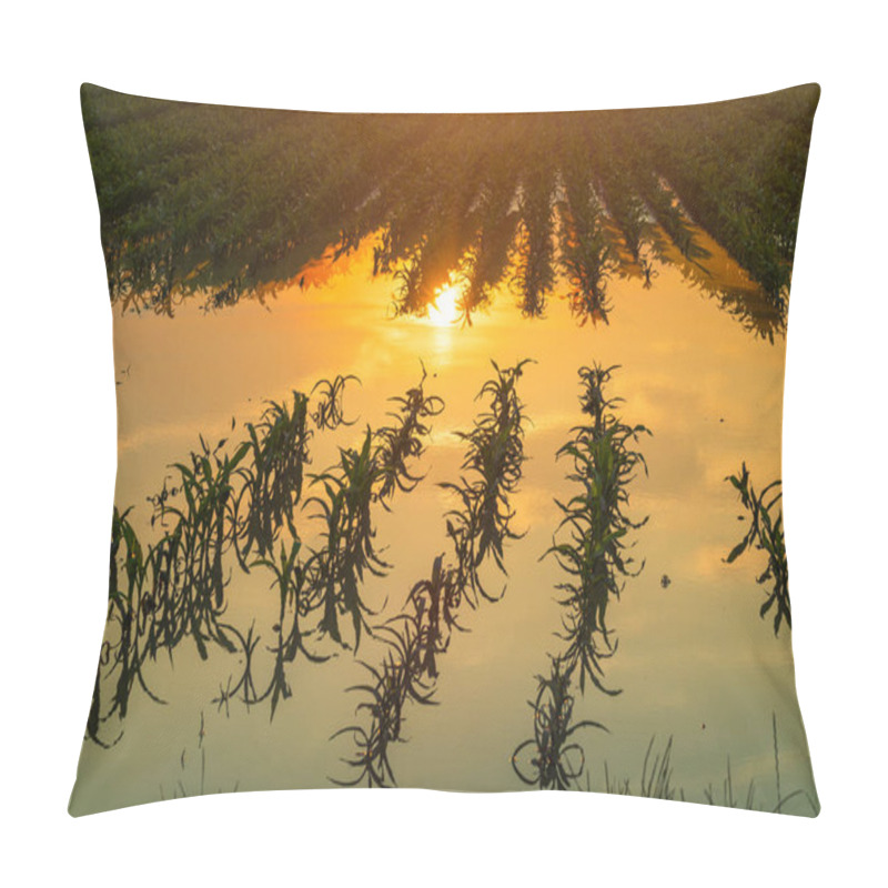 Personality  Flooded Young Corn Field Plantation With Damaged Crops In Sunset Pillow Covers