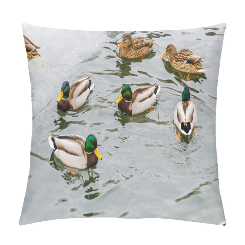 Personality  Ducks Winter In The Moscow Zoo Pillow Covers