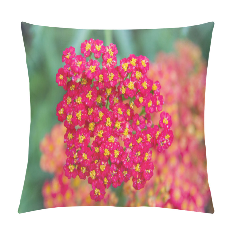 Personality  Red Yarrow With Small Blossoms Pillow Covers