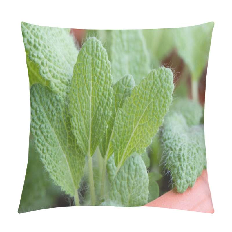 Personality  Clary Sage Pillow Covers