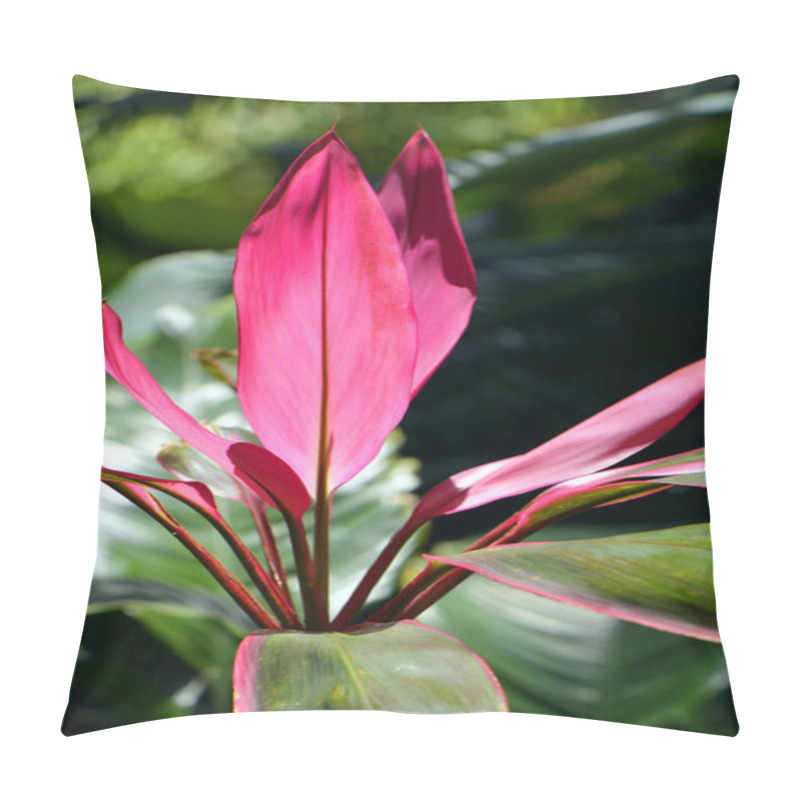 Personality  Hawaiian Ti Plant Latin Name Cordyline Terminalis Pillow Covers