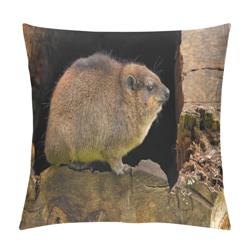 Personality  Rock Hyraxin Old Tree Whole Pillow Covers