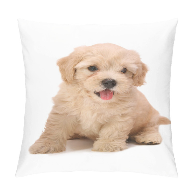 Personality  Poodle Puppy Pillow Covers