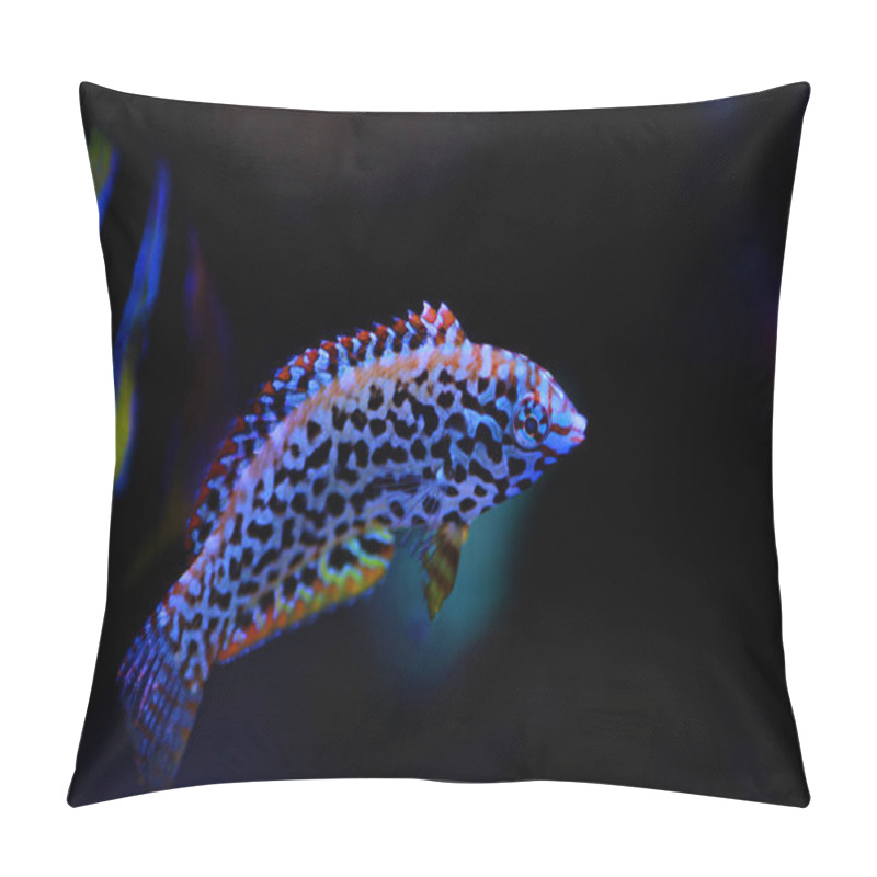 Personality  Black Spotted Leopard Wrasse  - (Macropharyngodon Meleagris) Pillow Covers