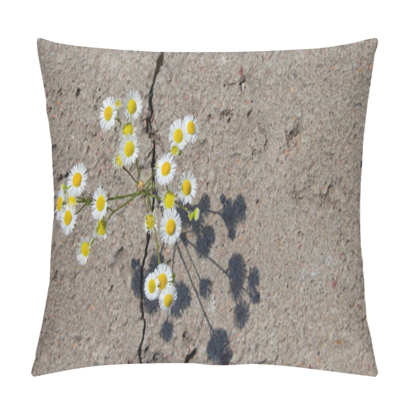 Personality  Daisy Through A Crack In The Asphalt Top View. The Concept Of The Power Of Nature And Ecology.copyspace For Text. Pillow Covers