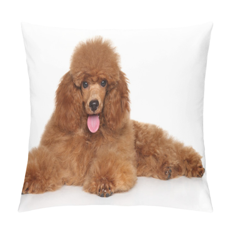 Personality  Toy Poodle Puppy On Whiye Background Pillow Covers