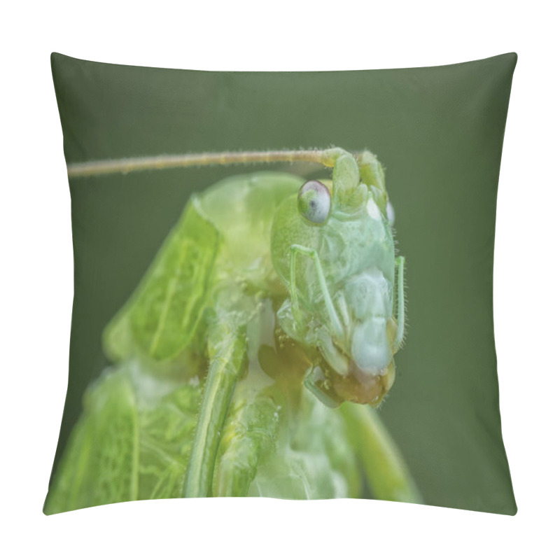 Personality  Close Up Shot Of A Green Katydid Pillow Covers