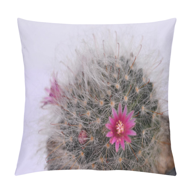 Personality  Mammillaria Bocasana V. Roseiflora Is A Cultivar Of Mammillaria Bocasanaselected Specifically For Its Pink Or Rich Rose-colored Flowers. It Is A Clump-forming Cactus With Globular To Cylindrical Stems Pillow Covers