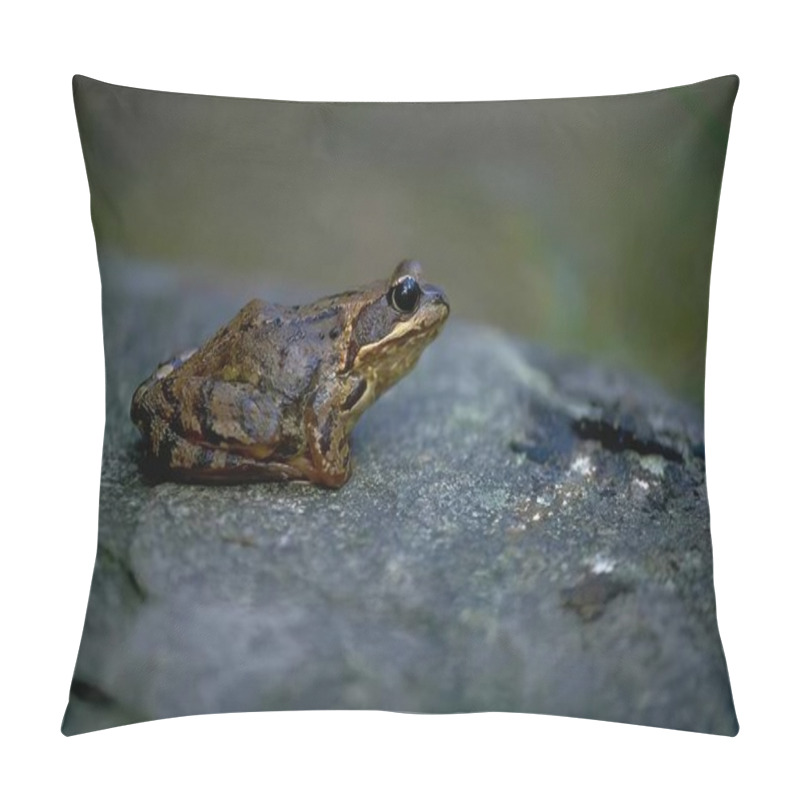 Personality  Frog Close View Background, Frog Relaxing In Its Natural Habitat Pillow Covers