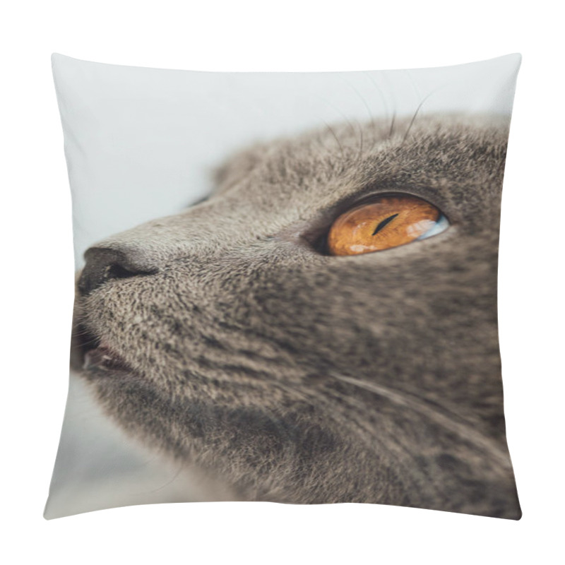 Personality  Cropped View Of Adorable Grey Scottish Fold Cat Looking Away Pillow Covers