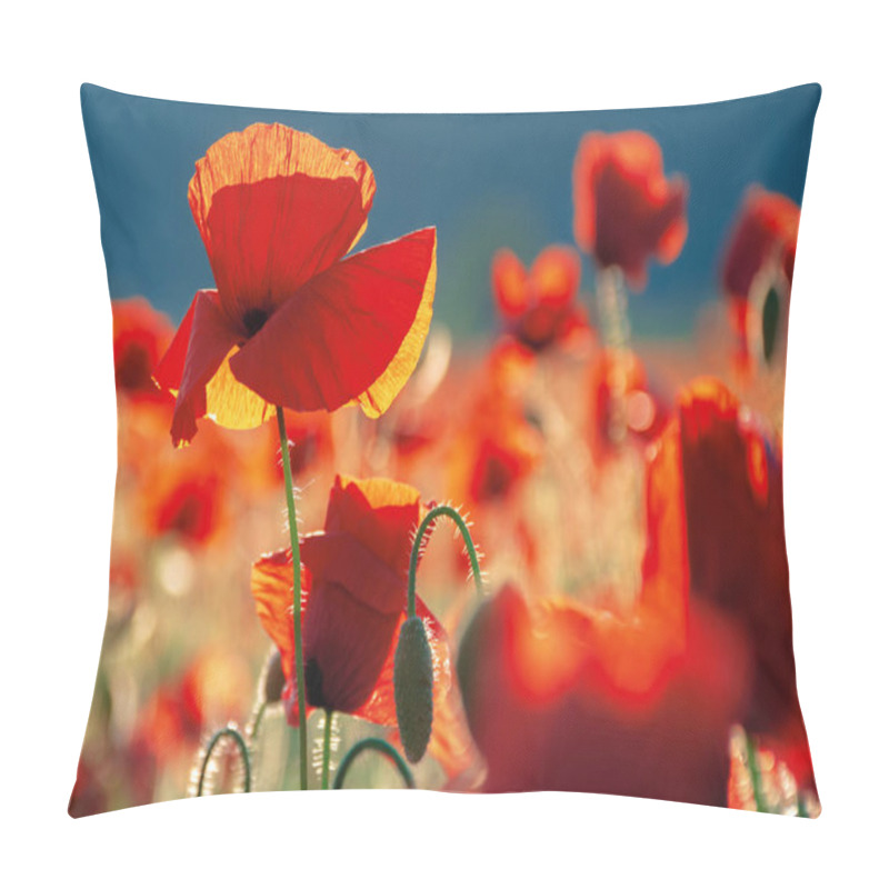 Personality  Red Poppies In The Field In Evening Light Pillow Covers