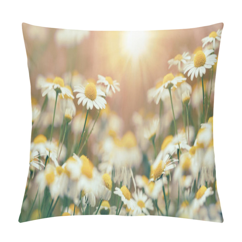 Personality  Chamomile In Meadow, Wild Chamomile Lit By Sunlight Pillow Covers