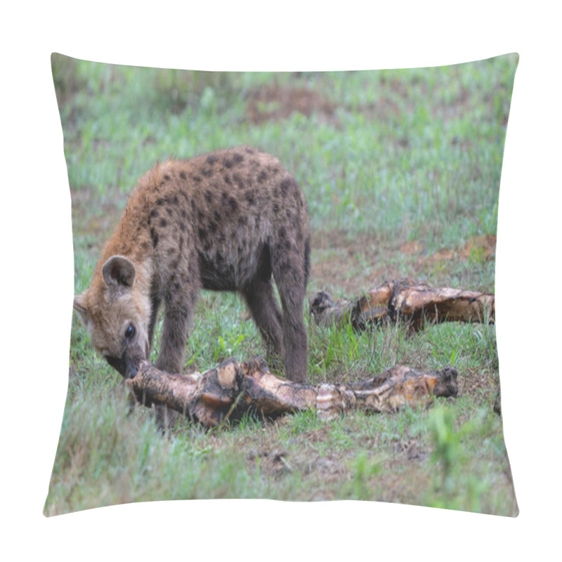 Personality  Spotted Hyena Cub At The Den. The Adult Hyena Did Bring A Prey To The Den And A Young Cub Was Comming Out In The Early Morning  In Sabi Sands Game Reserve In The Greater Kruger Region In South Africa Pillow Covers