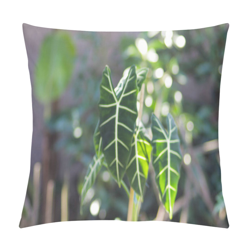 Personality  Alocasia Micholitziana Frydek Also Called Alocasia Green Velvet With Green Leaves And White Veins. Alocasia Plant Stock Photo. Pillow Covers