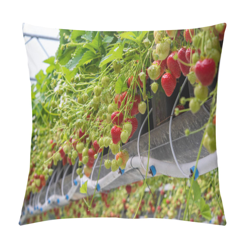 Personality  Fresh Tasty Ready For Harvest Ripe Red And Unripe Green Strawberries Growing On Strawberry Farm In Greenhouse Pillow Covers