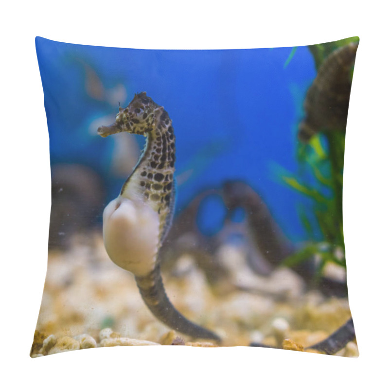 Personality  Beautiful Portrait Of A Big Belly Seahorse, Popular Pet In Aquaculture, Tropical Fish From The Rivers Of Australia Pillow Covers