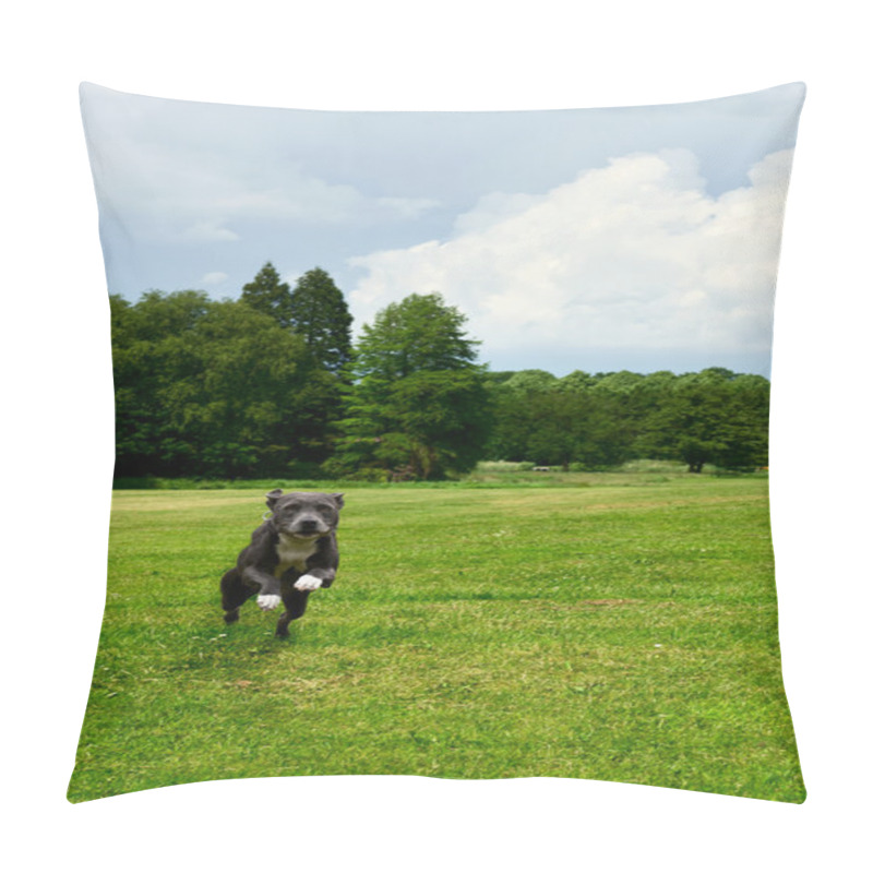 Personality  American Staffordshire Terrier Pillow Covers