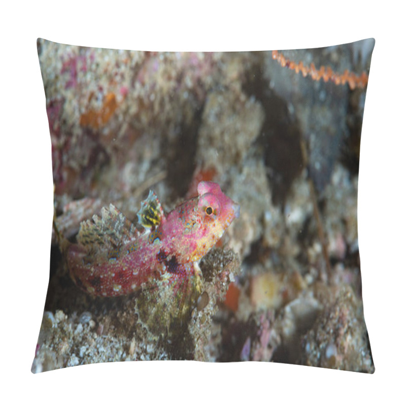 Personality  Morrison's Dragonet Synchiropus Morrisoni Pillow Covers