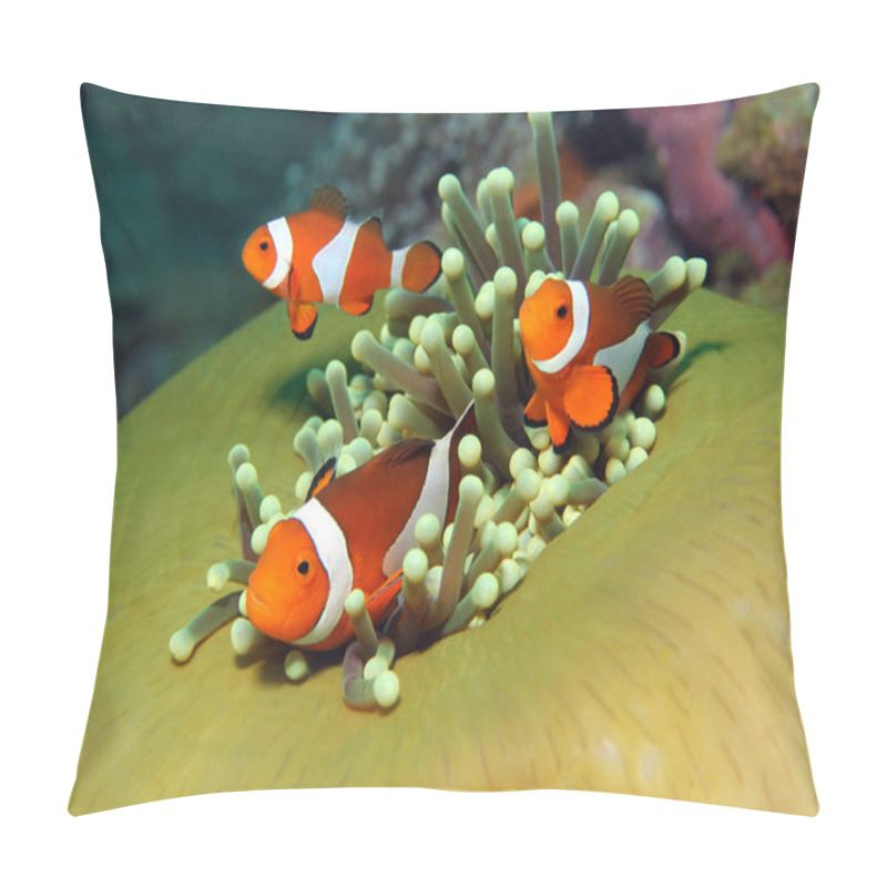 Personality  Western Clown Anemonefish Pillow Covers