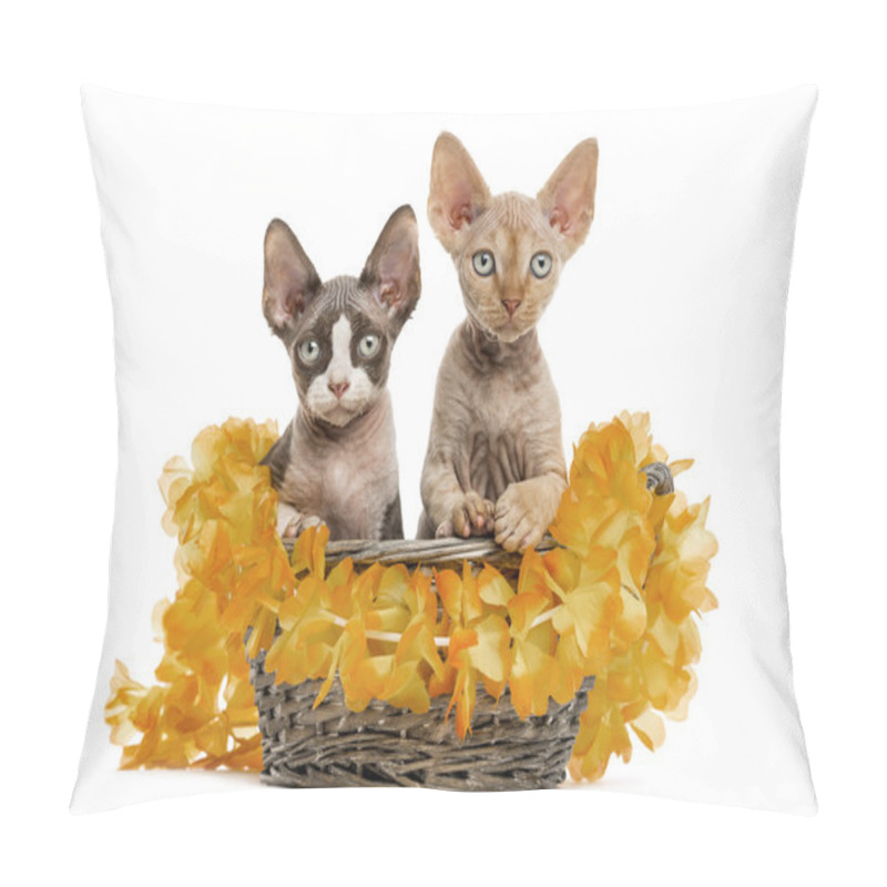 Personality  Two Devon Rex In A Wicker Basket Isolated On White Pillow Covers