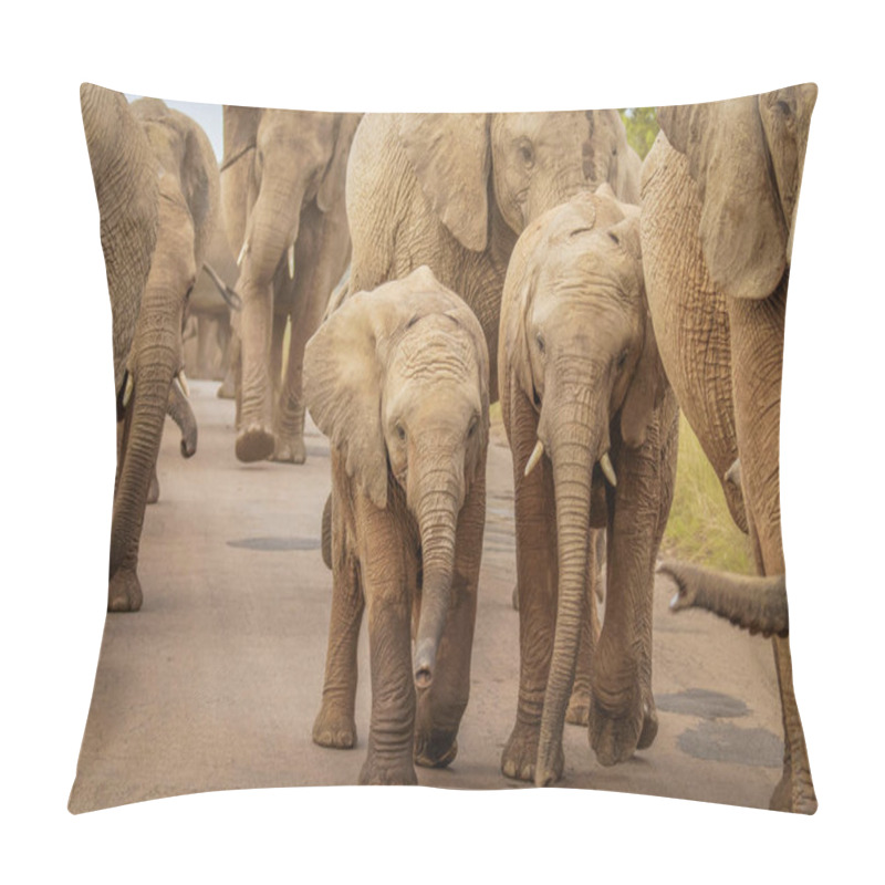 Personality  A Close Image Of A Herd Of Elephants ( Loxodonta Africana) Walking On The Road At Pilanesberg National Park, South Africa. Pillow Covers