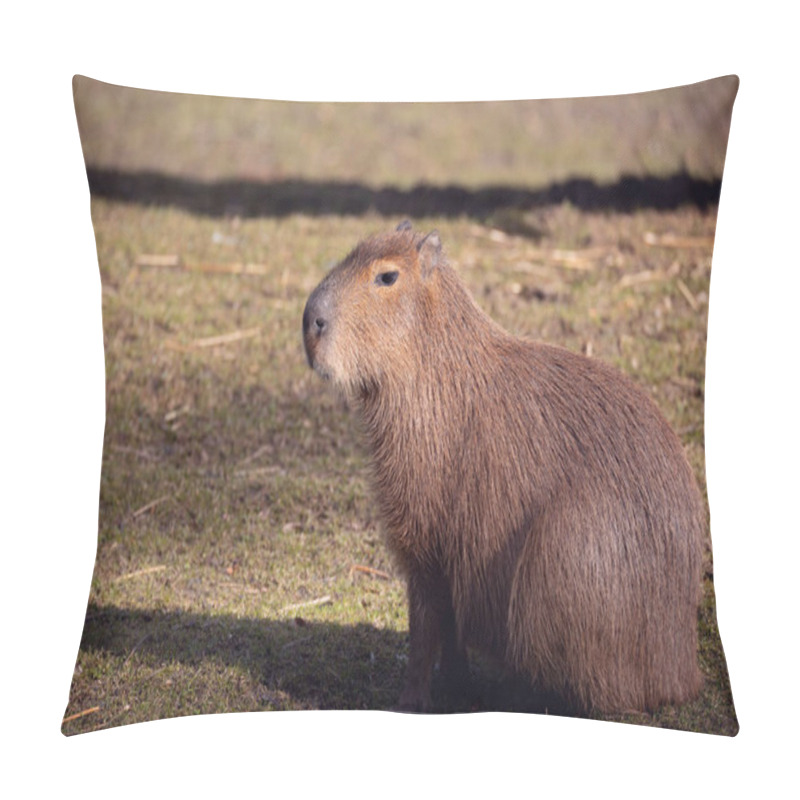 Personality  Capybara, Hydrochoerus Hydrochaeris Pillow Covers