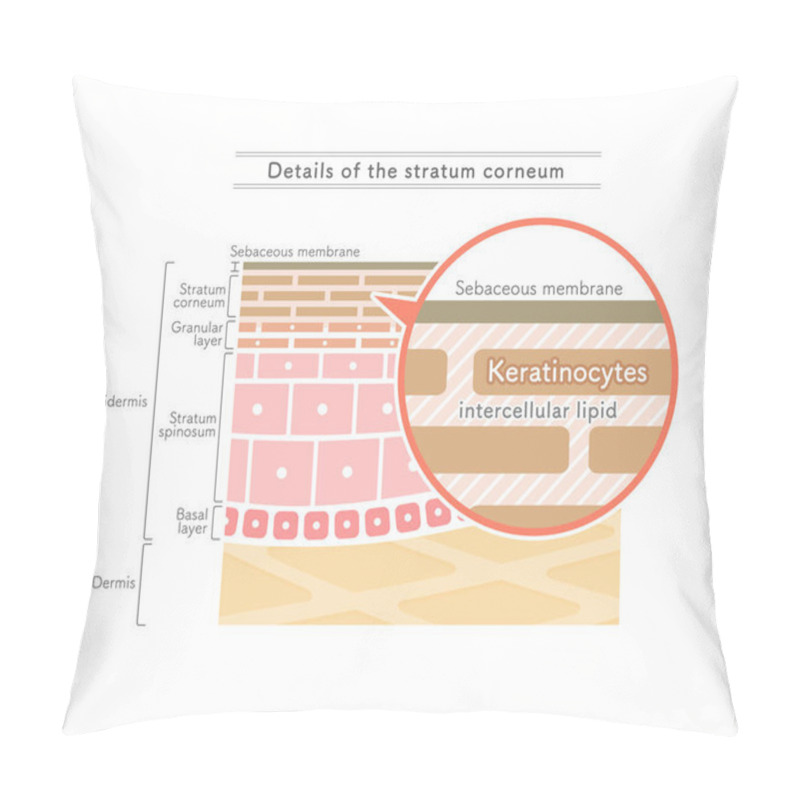 Personality  Illustration Showing The Structure Of The Stratum Corneum.English Notation. Pillow Covers