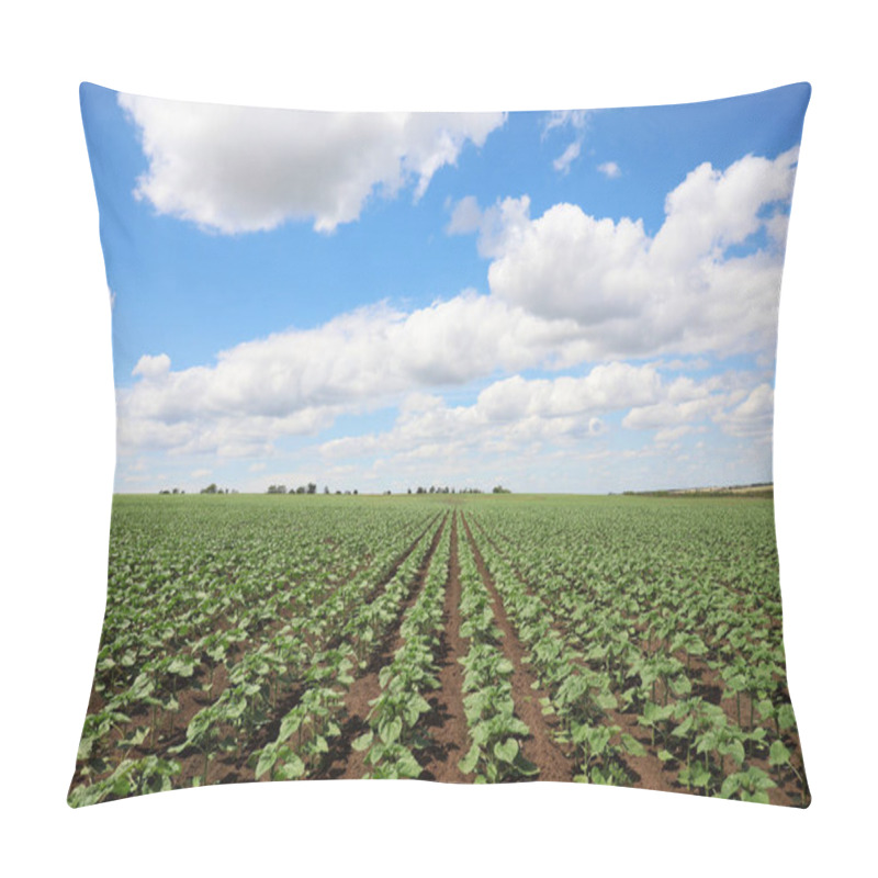 Personality  Agricultural Field With Young Sunflower Plants On Sunny Day Pillow Covers