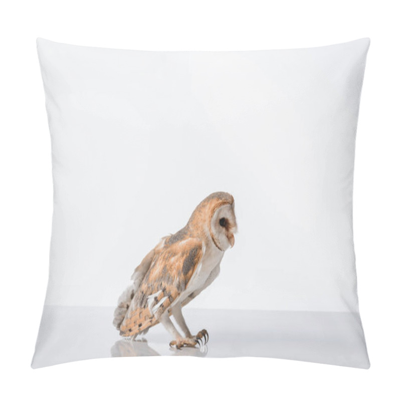 Personality  Side View Of Beautiful Wild Barn Owl Isolated On White With Copy Space Pillow Covers