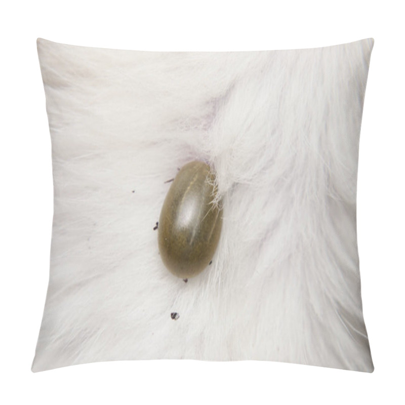 Personality  Close-up Photo Of A Tick Attached To The Skin Of A Kitten Pillow Covers