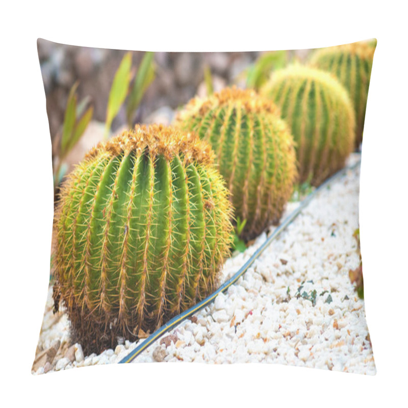 Personality  Green Round Tropical Cactus Plants With Sharp Spines Growing On A Ground Covered With Pebble Stones Outdoors In A Park. Pillow Covers