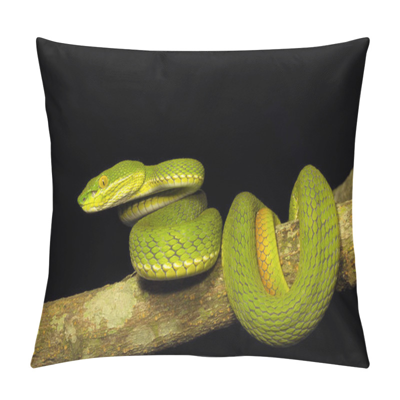 Personality  Red Tailed Pit Viper, Trimeresurus Erythrurus, Viperidae, Gumti, Tripura State Of India Pillow Covers