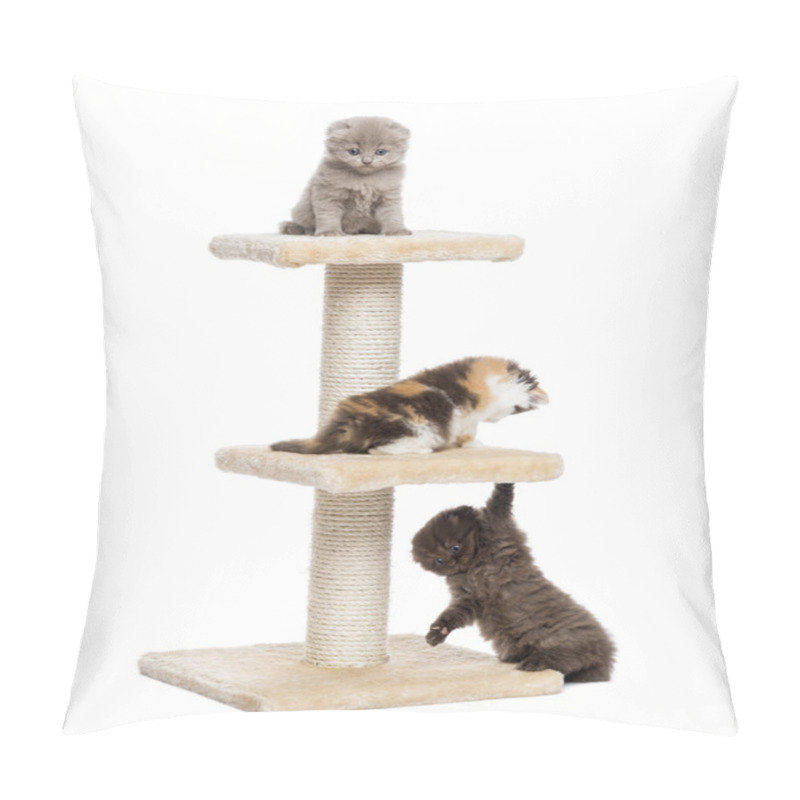 Personality  Three Highland Fold Or Straight Kittens Playing On A Cat Tree, I Pillow Covers