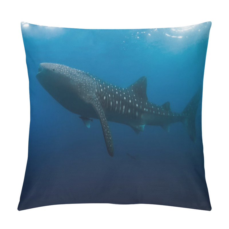 Personality  Whale Shark Is A Biggest Fish In The Ocean. Pillow Covers