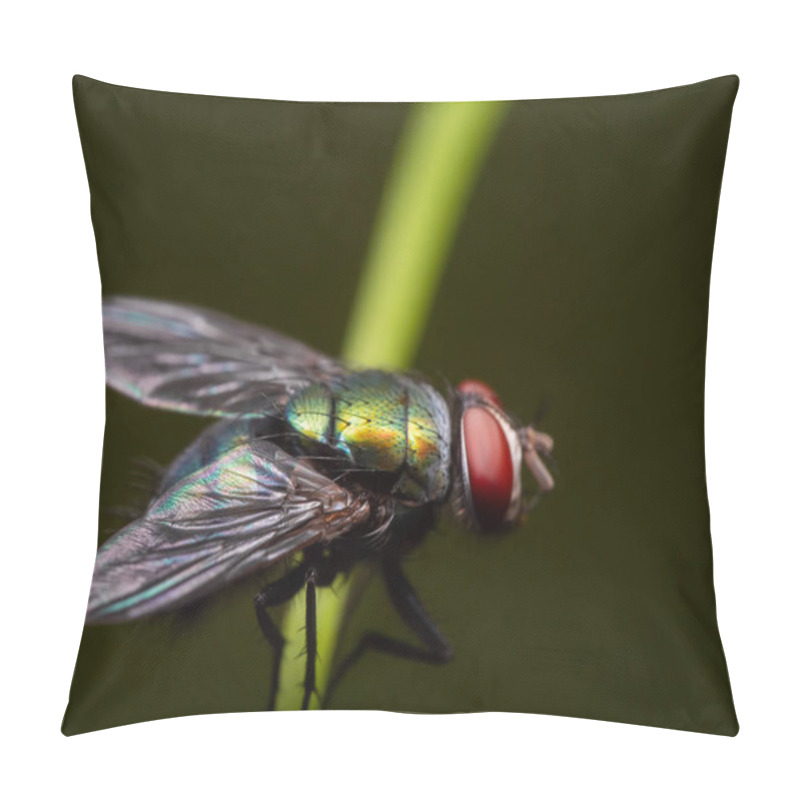 Personality  Macro Photo Of Blowfly On Stalk Of Leaf Isolated On Background Pillow Covers