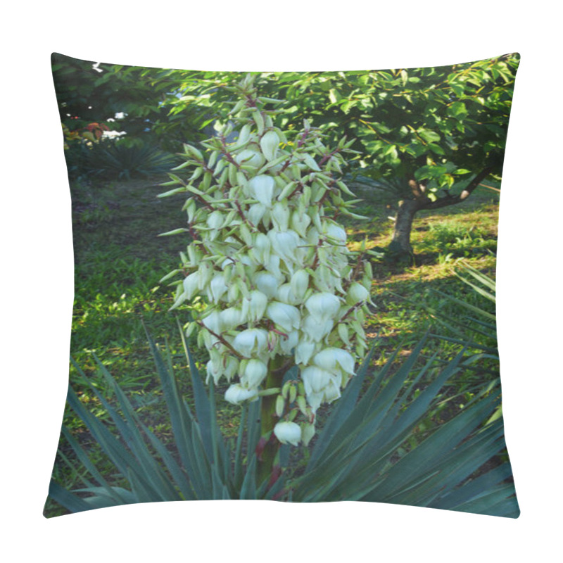 Personality  Yucca Is Flowering, Evergreen. Yucca Is A Short-leaved Perennial Evergreen. Bell-shaped Flowers Are White, Greenish-white Or Yellowish Pillow Covers