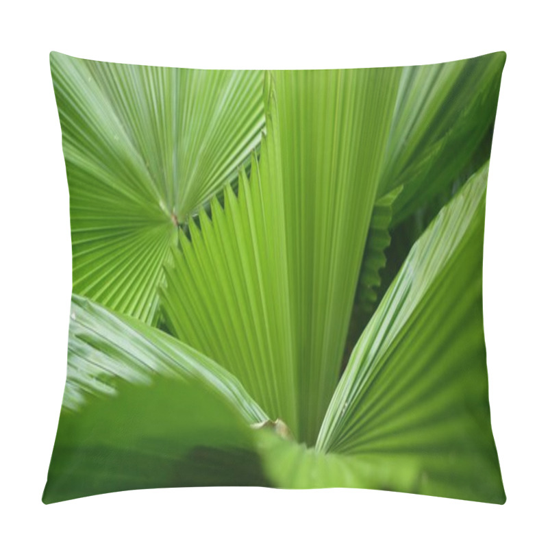 Personality  Blurred Close Up, Bright Juicy Exotic Tropical Jungle Leaves Texture Backdrop, Copyspace. Lush Foliage In Garden. Abstract Natural Dark Green Vegetation Background Pattern, Wild Summer Rain Forest Pillow Covers