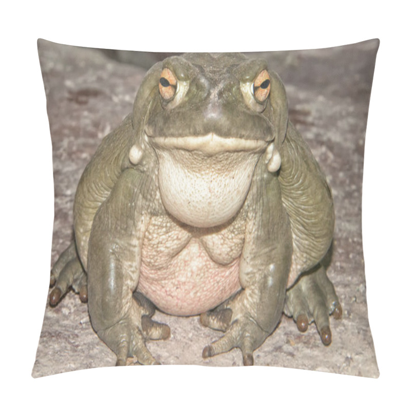 Personality  Bull Frog Close Up Portrait Pillow Covers