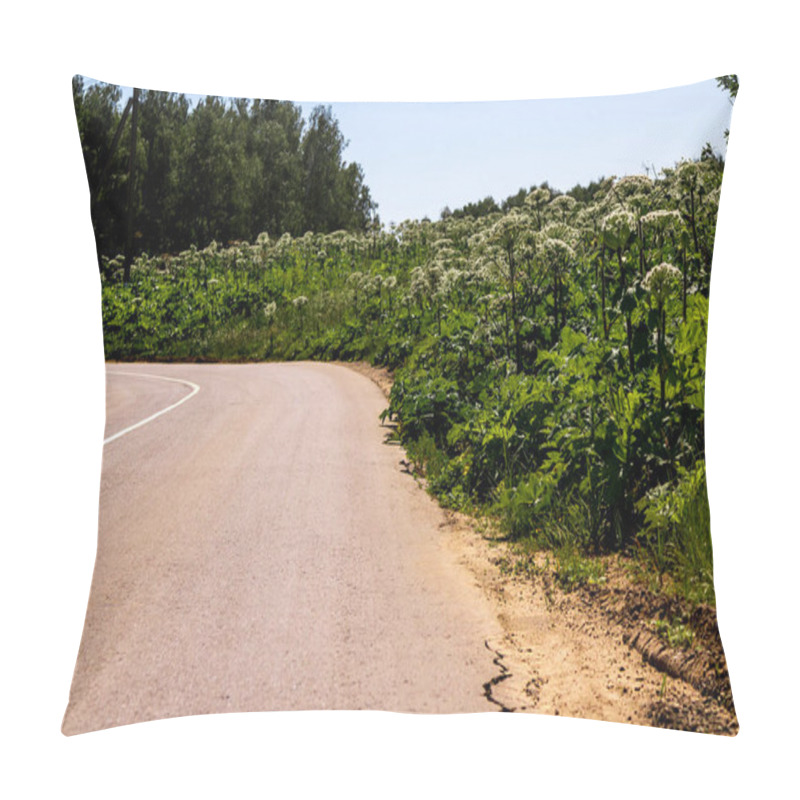 Personality  Green Field Of Flowering Plants Hogweed Sosnowski Near The Road Pillow Covers