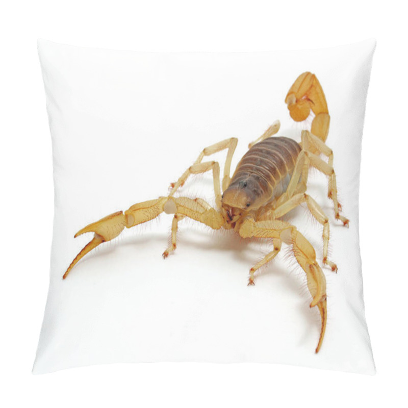 Personality  Front View Of A Giant Desert Hairy Scorpion, Hadrurus Arizonensis, Isolated, CECP 2012 Pillow Covers