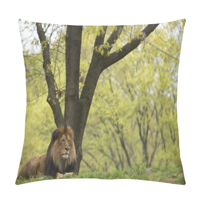 Personality  Male Lion On Forest Savana Background Pillow Covers