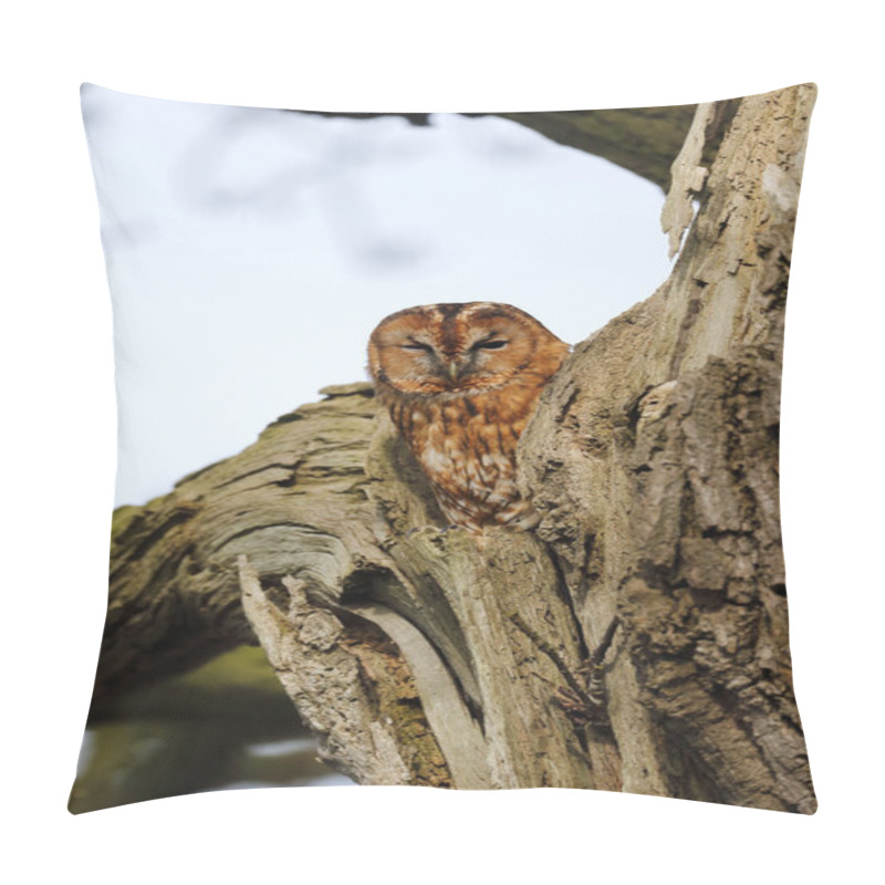 Personality  Tawny Owl, Strix Aluco Pillow Covers