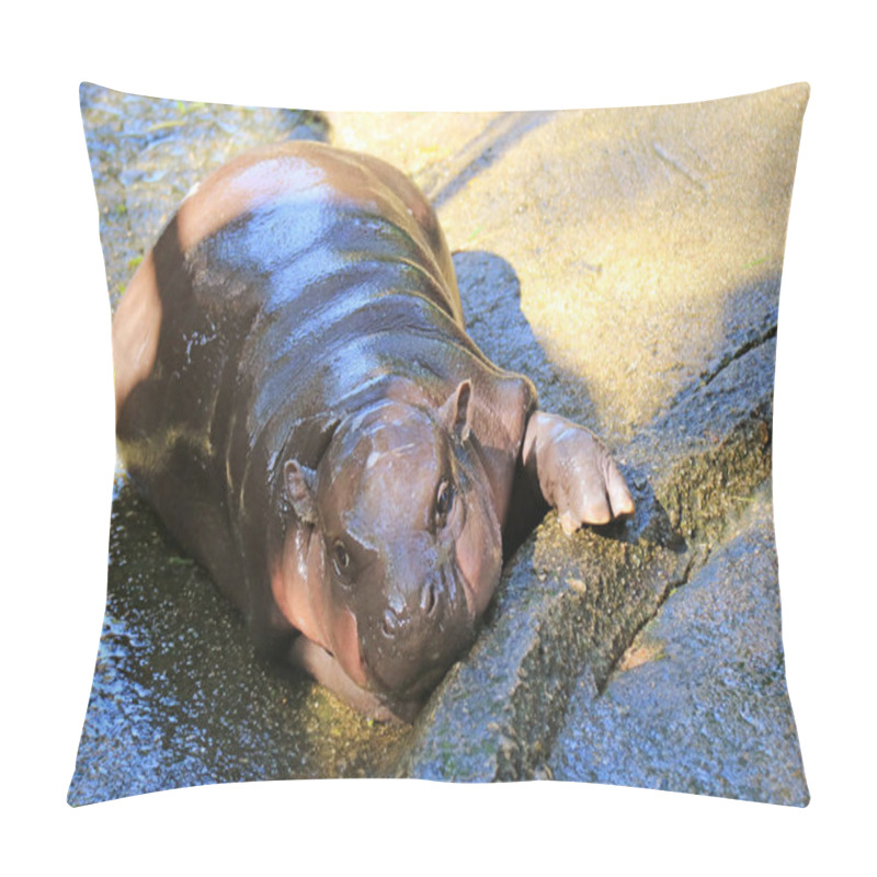 Personality  Closeup Of Cute Baby Pygmy Hippo With Pinkish Cheek Relaxing During The Day Pillow Covers